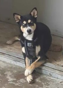 NEGRUZCO - Husky available for adoption