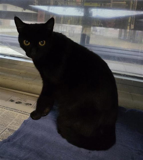 CHALUPA, an adoptable Domestic Short Hair in San Antonio, TX