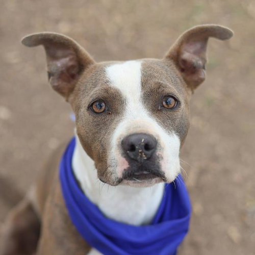 FRANCES - American Staffordshire Terrier available for adoption