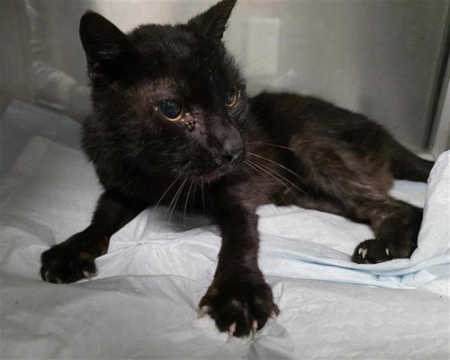 LIZ, an adoptable Domestic Short Hair in San Antonio, TX