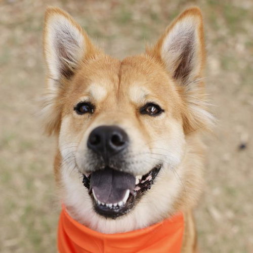 REN - Chow Chow available for adoption