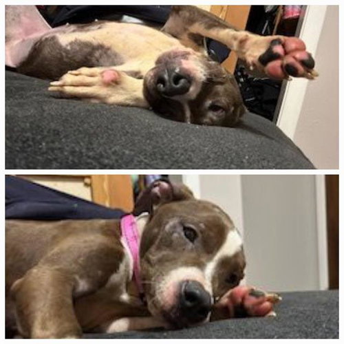 HARLEY, an adoptable Staffordshire Bull Terrier in San Antonio, TX