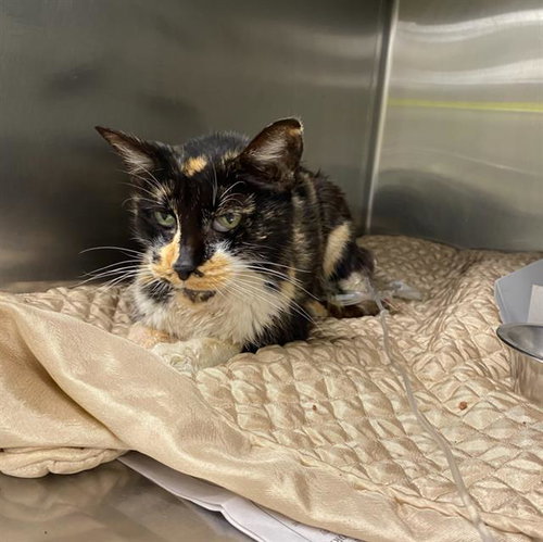 picture of the cat needing adoption