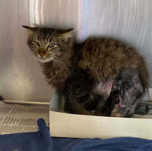 picture of the cat needing adoption