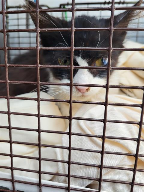 picture of the cat needing adoption