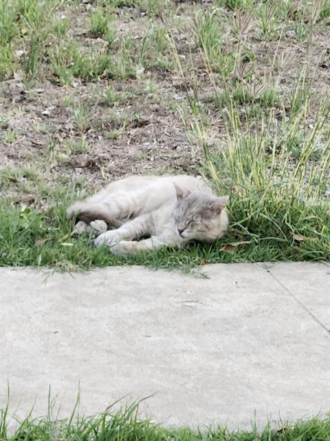 picture of the cat needing adoption