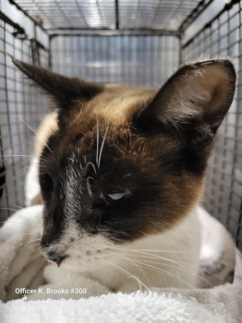 picture of the cat needing adoption