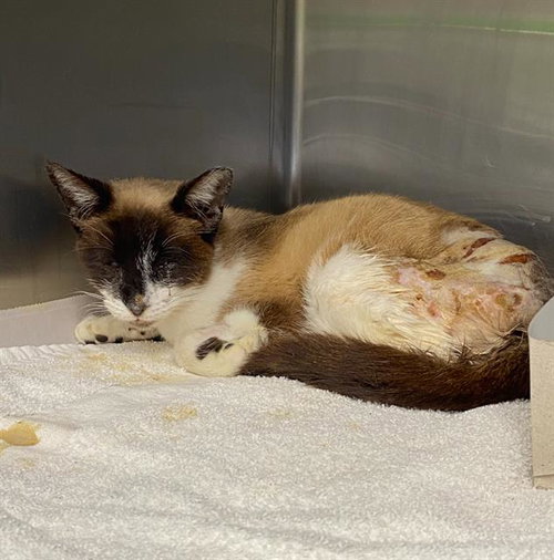 picture of the cat needing adoption