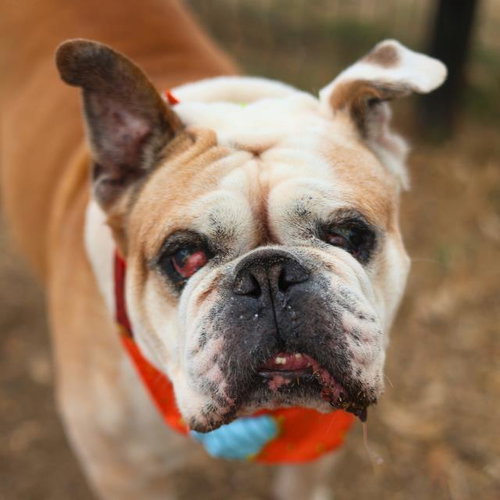 LARRY, an adoptable English Bulldog in San Antonio, TX