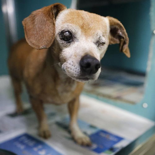 BEAR - Chihuahua available for adoption