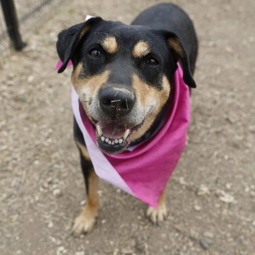 picture of the dog needing adoption