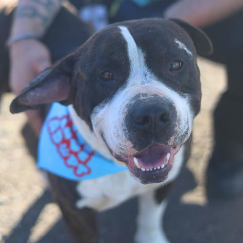 BUCK, an adoptable Terrier in San Antonio, TX