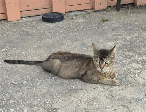 WHISKERS, an adoptable Domestic Medium Hair in San Antonio, TX