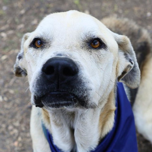 KANE, an adoptable Mastiff in San Antonio, TX