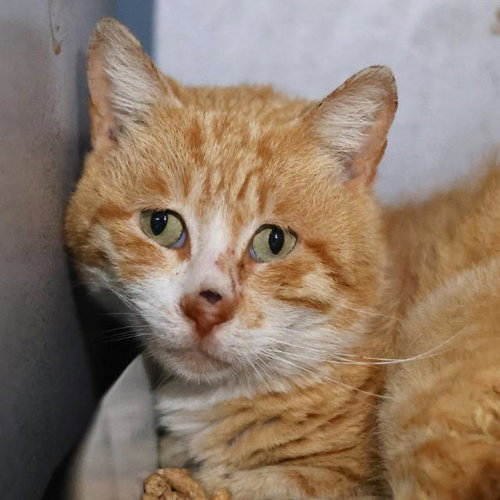 TAZ - Domestic Short Hair available for adoption