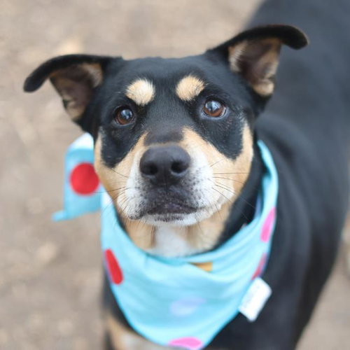 ZEZE, an adoptable Rottweiler in San Antonio, TX