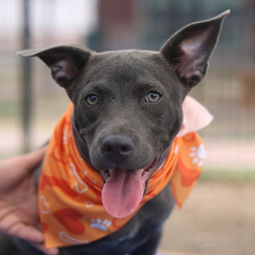 POSY, an adoptable American Staffordshire Terrier in San Antonio, TX