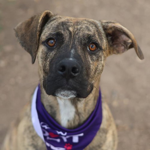 BRUTUS, an adoptable Plott Hound in San Antonio, TX