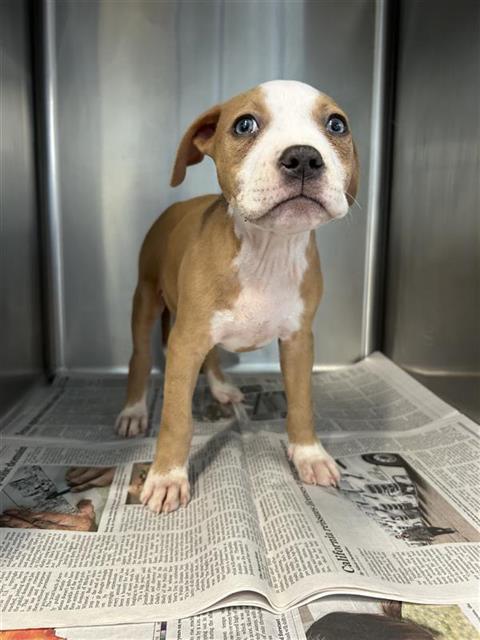 HANZ, an adoptable American Staffordshire Terrier in San Antonio, TX