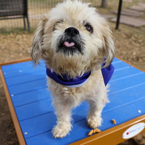 APPLES, an adoptable Shih Tzu in San Antonio, TX