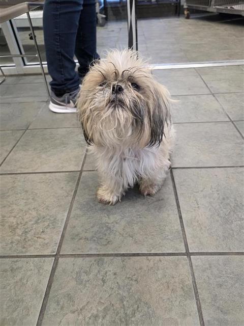 SUNSHINE, an adoptable Shih Tzu in San Antonio, TX