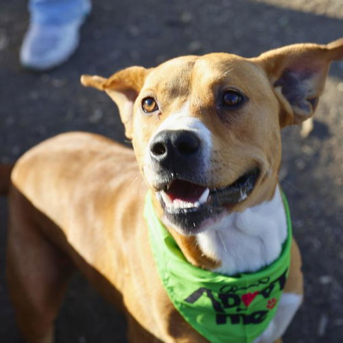 MICHAEL, an adoptable American Bulldog in San Antonio, TX