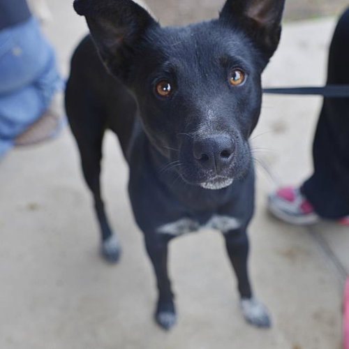DARLA - Australian Shepherd available for adoption