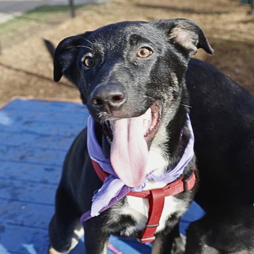 NALA - Terrier available for adoption