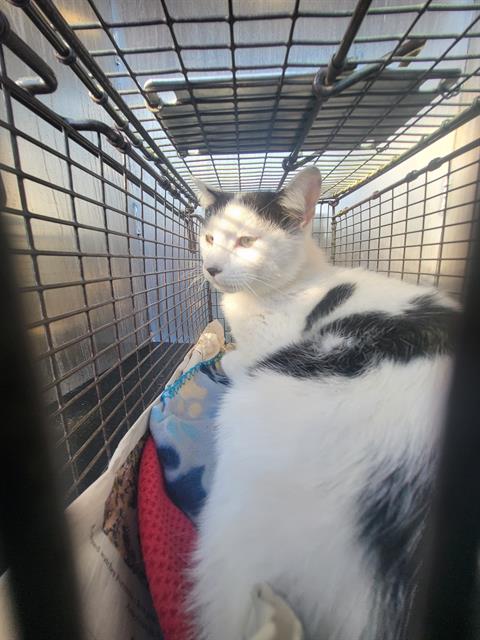 ASPEN - Domestic Short Hair available for adoption