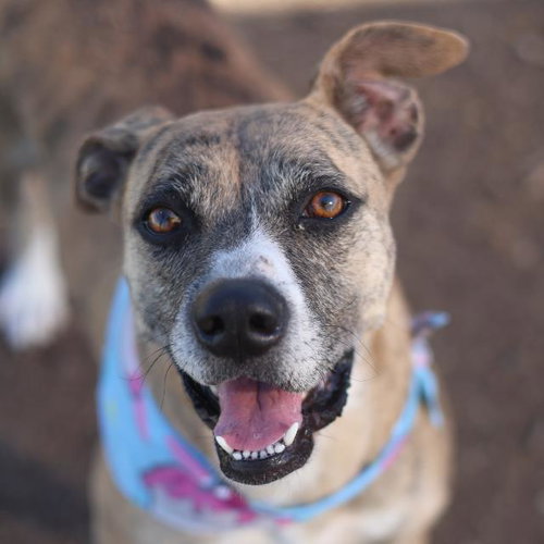 JUANA - American Staffordshire Terrier available for adoption