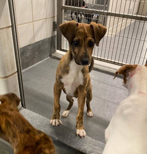 JUAN - American Staffordshire Terrier available for adoption