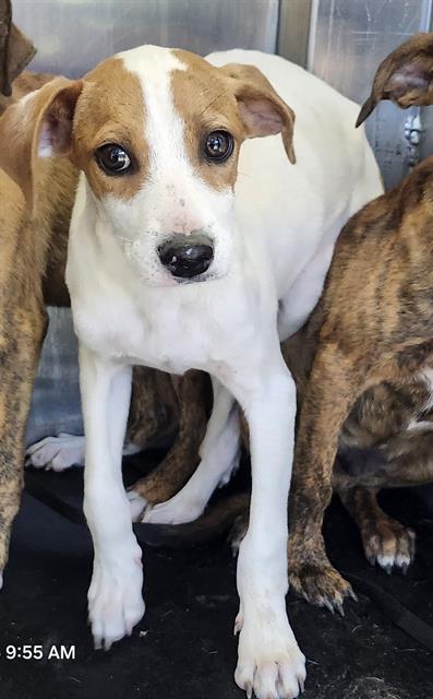 JONNY BRAVO - American Staffordshire Terrier available for adoption