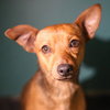 CHICO - Photo 1