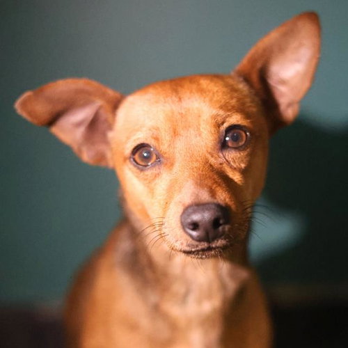 CHICO - Chihuahua available for adoption