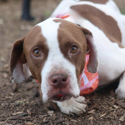 STELLA - American Staffordshire Terrier available for adoption