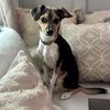PEPPER - Photo 1