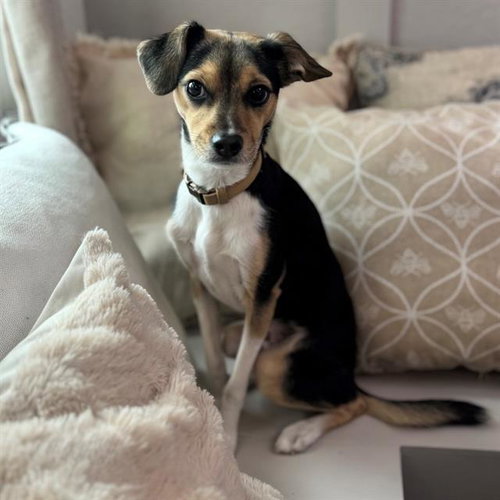 PEPPER - Chihuahua available for adoption