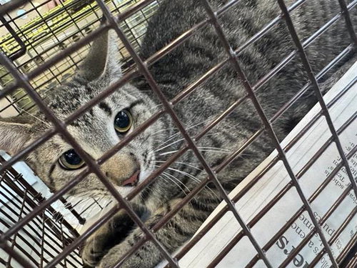 ROCHELLE - Domestic Short Hair available for adoption