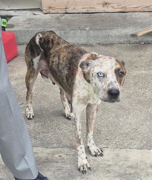 BLUE - Australian Cattle Dog/Blue Heeler available for adoption