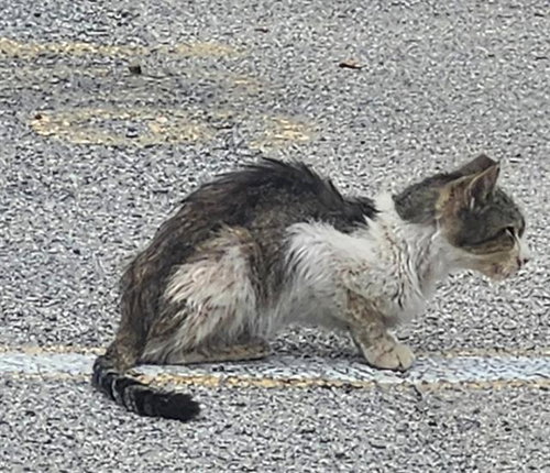 picture of the cat needing adoption