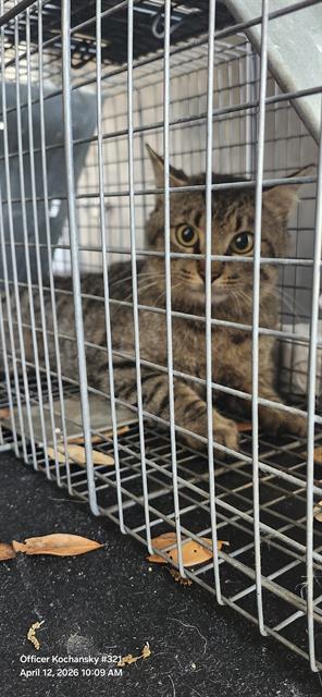 picture of the cat needing adoption