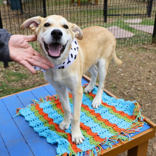 PAPI CHULO, an adoptable Labrador Retriever in San Antonio, TX