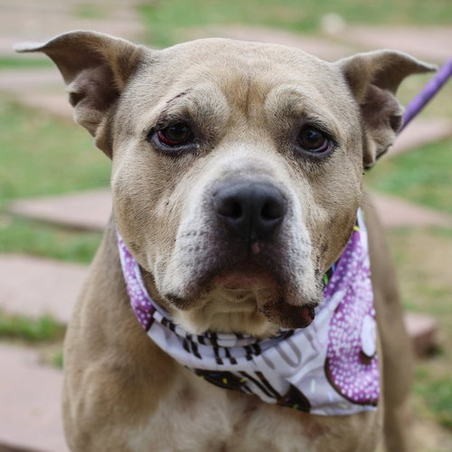 picture of the dog needing adoption