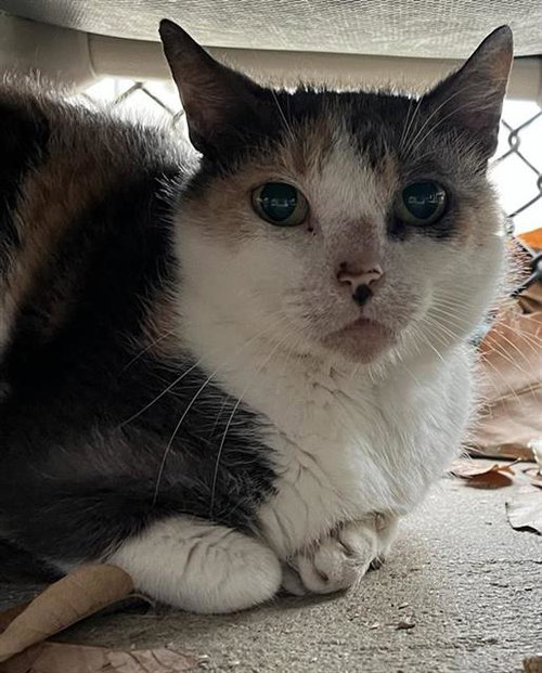 LADY, an adoptable Domestic Short Hair in San Antonio, TX