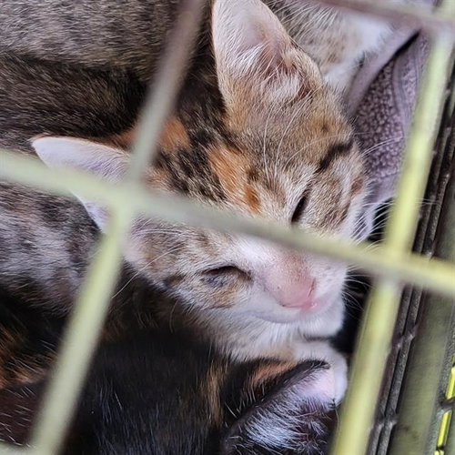 picture of the cat needing adoption