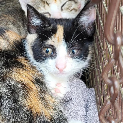 picture of the cat needing adoption