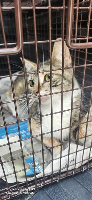 picture of the cat needing adoption