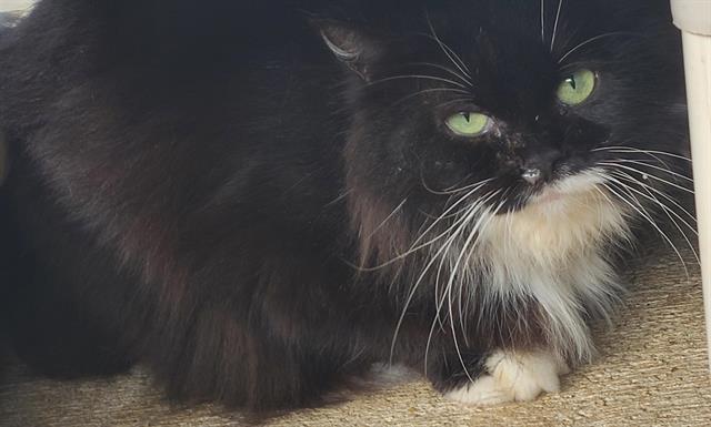 SAMMY Image