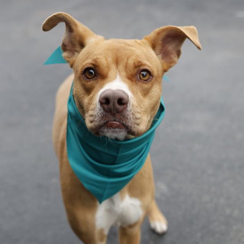 FENDI, an adoptable American Staffordshire Terrier in San Antonio, TX