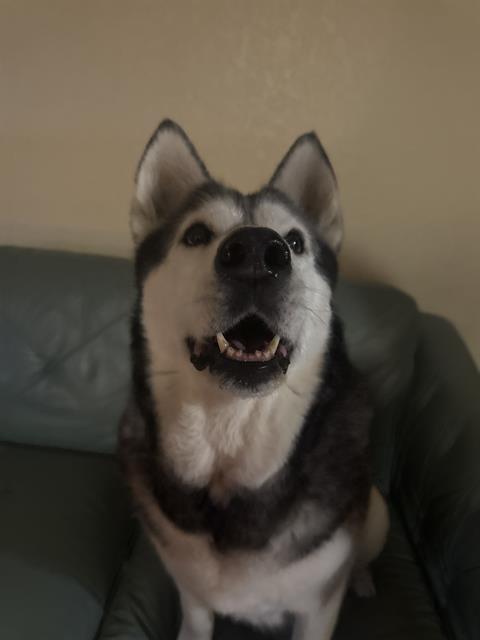 SHELBY, an adoptable Husky in San Antonio, TX